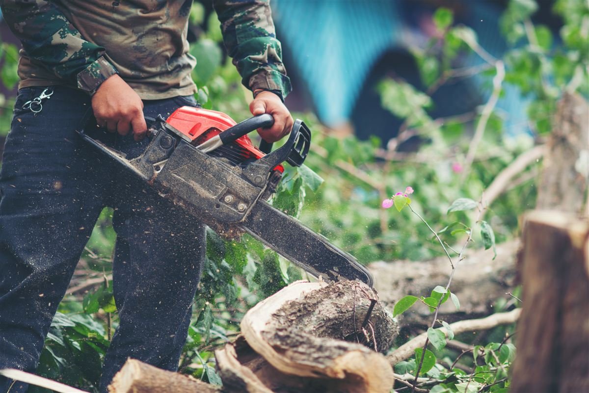 Tree removal project